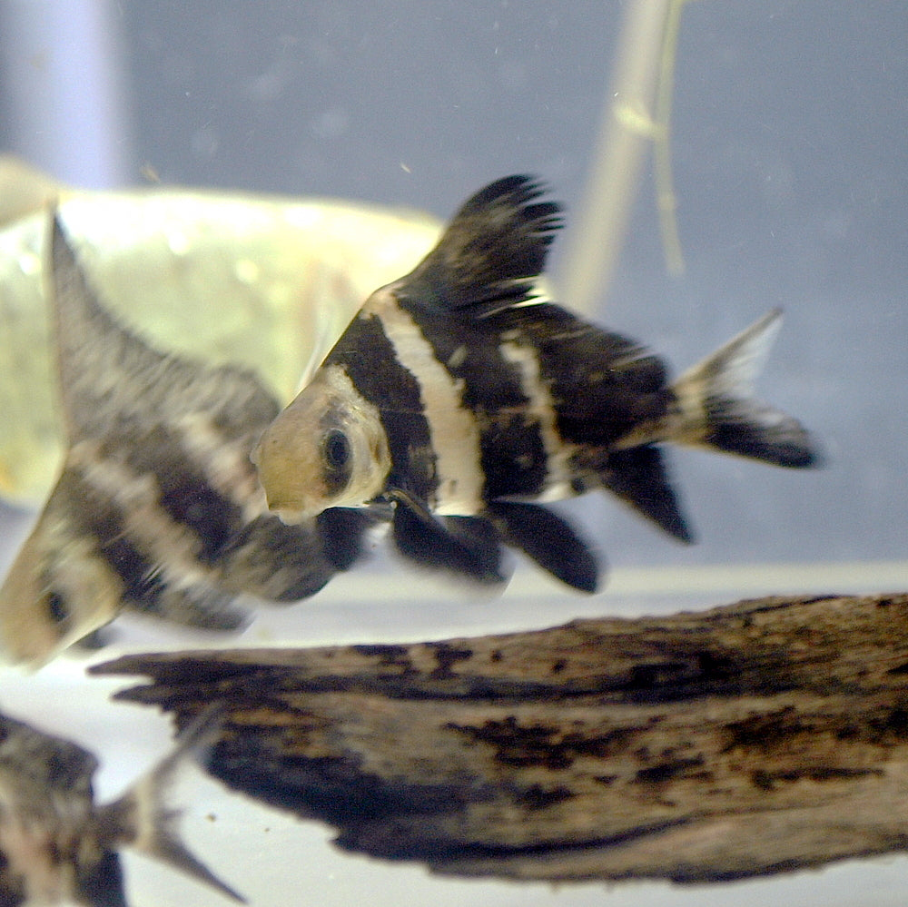 High Fin Banded Shark / Loach