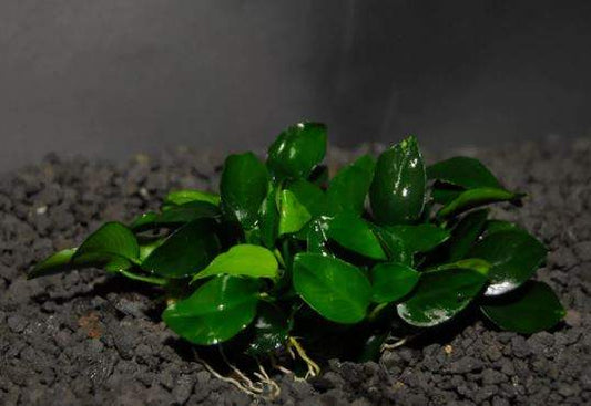 ANUBIAS NANA PETITE