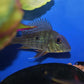 Geophagus surinamensis