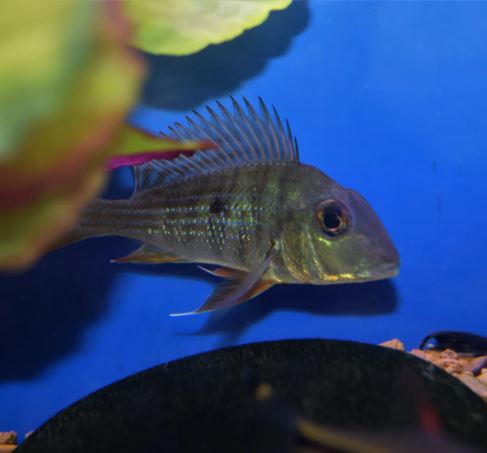 Geophagus surinamensis