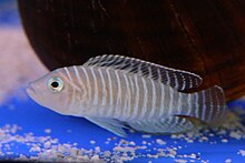 Neolamprologus similis- Zebra Shell Dweller (1.5"-2")