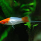Koi Swordtail