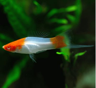 Koi Swordtail