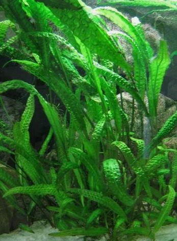 Aponogeton boivinianus