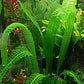 Aponogeton boivinianus