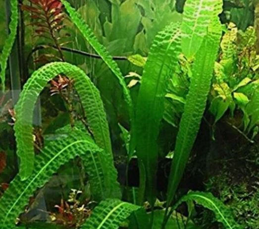 Aponogeton boivinianus