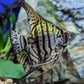 Zebra Angelfish