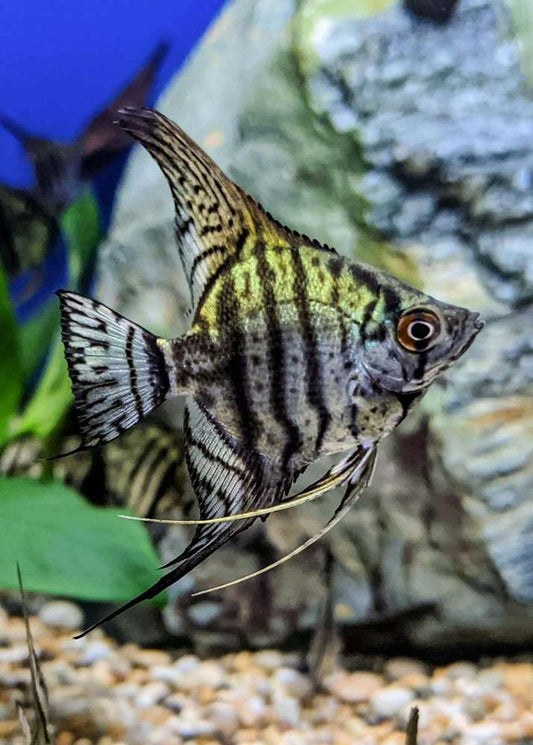 Zebra Angelfish