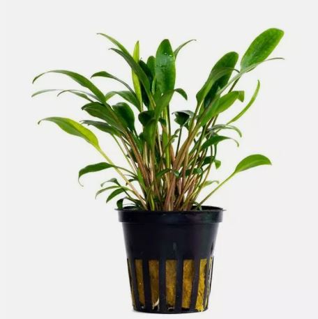 CRYPTOCORYNE LUCENS 1 POT -Freshwater Aquatic Live Plants