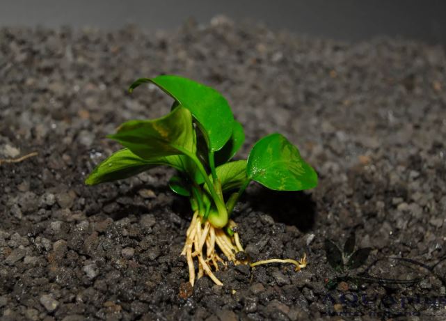 ANUBIAS NANA BONSAI ONE PLANT-Freshwater Aquatic Live Plants 
