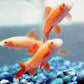 Albino Rainbow Shark (S)