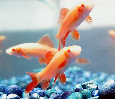 Albino Rainbow Shark (S)