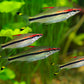 Roseline Shark / Red-Line Torpedo Barb