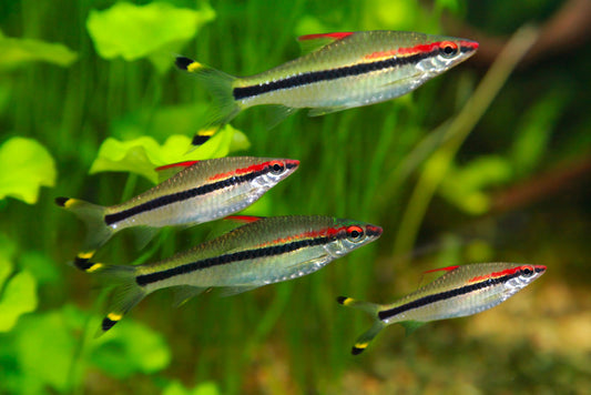 Roseline Shark / Red-Line Torpedo Barb