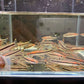 Roseline Shark / Red-Line Torpedo Barb