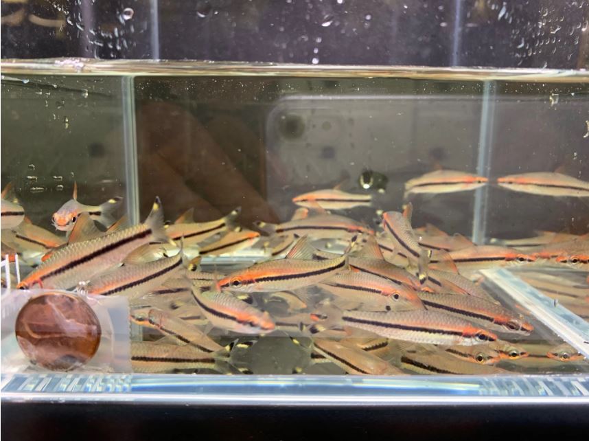 Roseline Shark / Red-Line Torpedo Barb