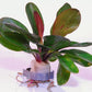 ECHINODORUS HADI RED PEARL ONE BUNDLE - Aquatic Live Plants