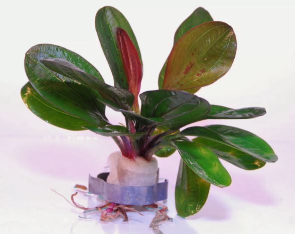 ECHINODORUS HADI RED PEARL ONE BUNDLE - Aquatic Live Plants