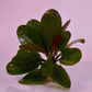 ECHINODORUS HADI RED PEARL ONE BUNDLE - Aquatic Live Plants