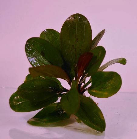 ECHINODORUS HADI RED PEARL ONE BUNDLE - Aquatic Live Plants