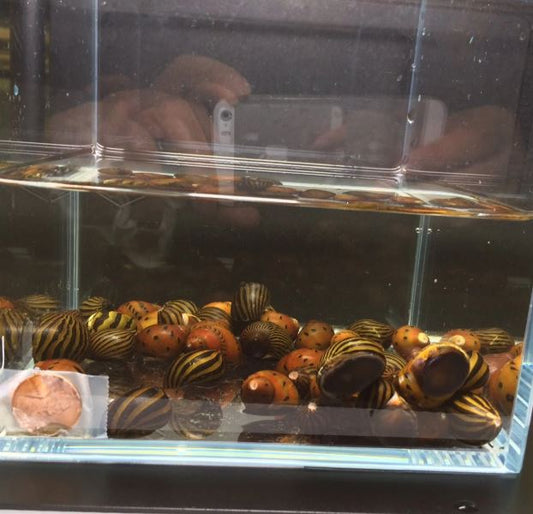 Assorted Nerite Snail