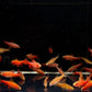 Cherry Barb