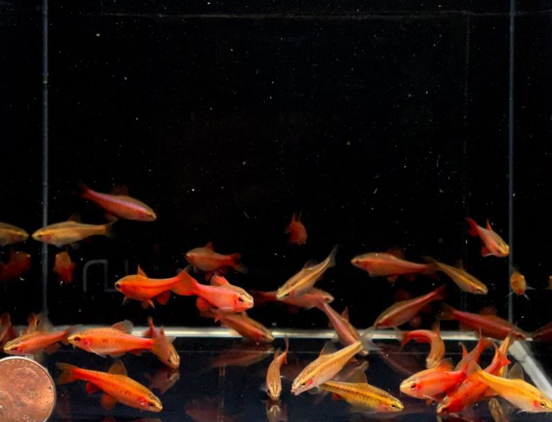 Cherry Barb