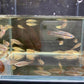 Sparkling Gourami
