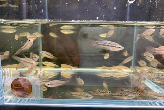 Sparkling Gourami