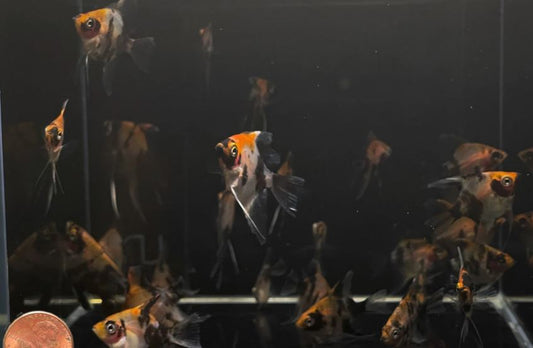 Red Head Koi Angelfish Size: S/M