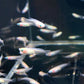 Pearl Galaxy Medaka Ricefish / Japanese Ricefish
