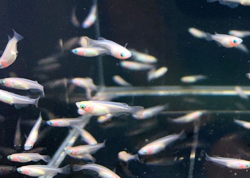 Pearl Galaxy Medaka Ricefish / Japanese Ricefish