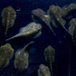 Hillstream Loach / Sewellia lineolata