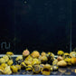 Horned Nerite Snail, Assorted