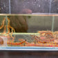 Kuhli Loach