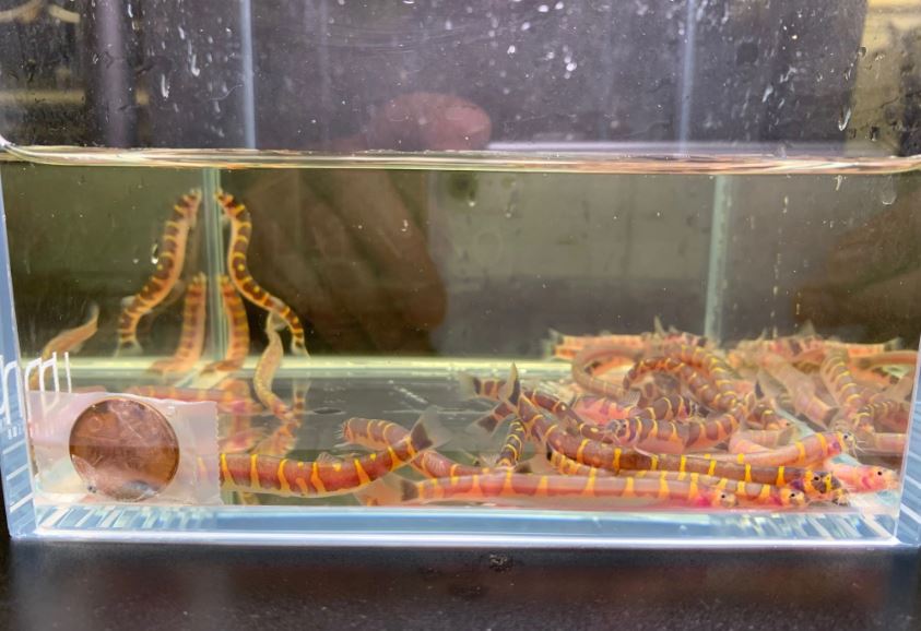 Kuhli Loach
