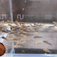 Pygmy Cory
