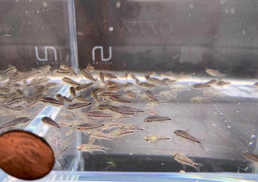 Pygmy Cory