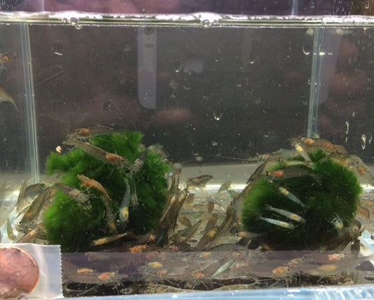 Amano Shrimp S