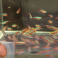 Cardinal Tetra
