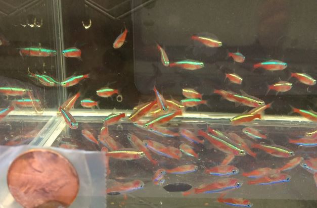 Cardinal Tetra