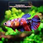 Koi Betta Female