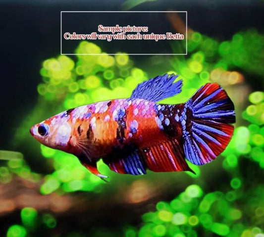 Koi Betta Female