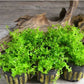 Pearl Weed Hemianthus Portion Cup Live Aquarium Plant