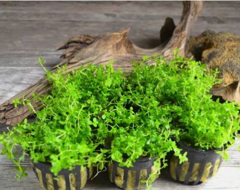 Pearl Weed Hemianthus Portion Cup Live Aquarium Plant