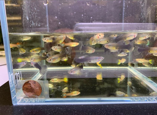 Assorted Guppy female