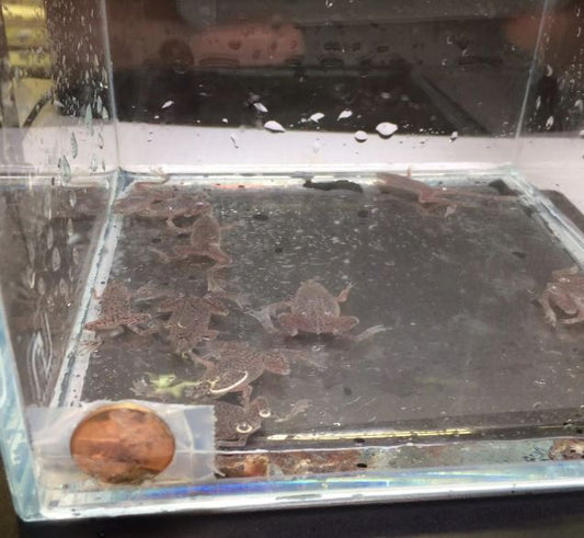 African Dwarf Frog