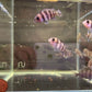 Frontosa Cichlid (1.0-1.5")