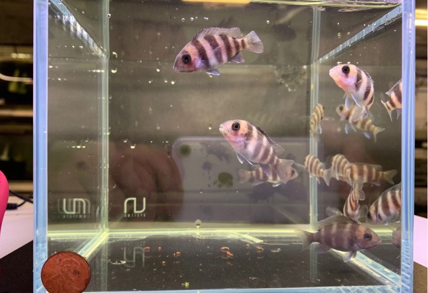 Frontosa Cichlid (1.0-1.5")