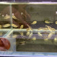 Fahaka Puffer - larger than pictures